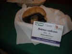 boletus radicans